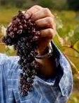 Mindgrapes Mindgrapes
