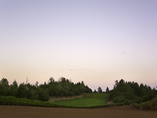 CooksflatVineyard